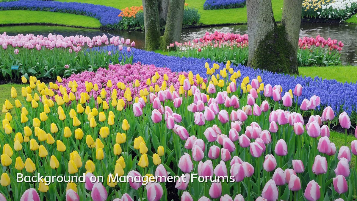 Background on Management Forums