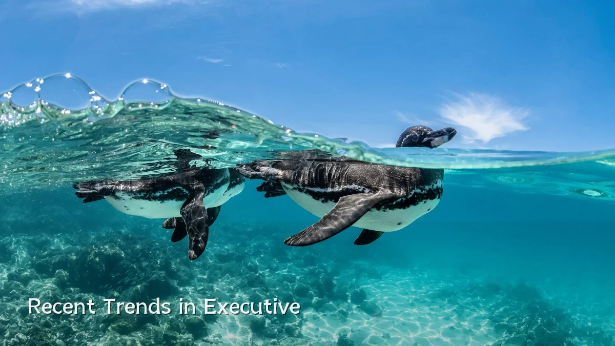 Recent Trends in Executive